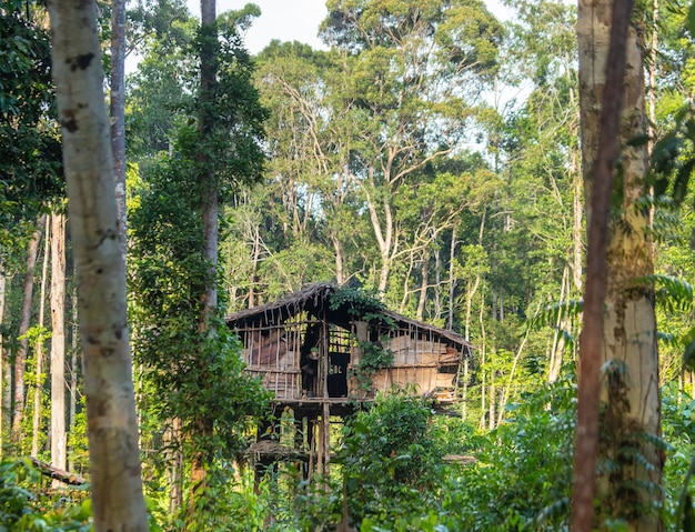 Casa tradizionale della tribù Korovai sull'albero nella giungla.