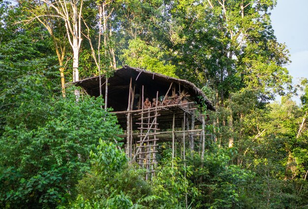 Casa tradizionale della tribù Korovai sull'albero nella giungla.