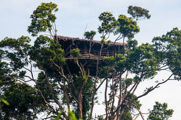 Casa tradizionale della tribù Korovai sull'albero nella giungla.