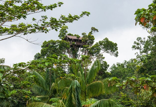 Casa tradizionale della tribù Korovai sull'albero nella giungla.