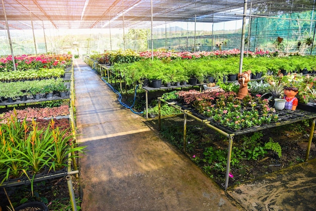 Casa verde con vari tipi di piante sullo sfondo del vaso Fiore e piante da nursery che crescono per decorare il giardino