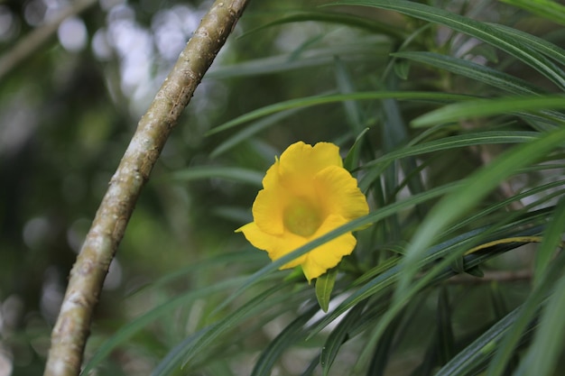 Cascabela Thevetia, bellissimo fiore di oleandro giallo. Fiori di Cascabela.