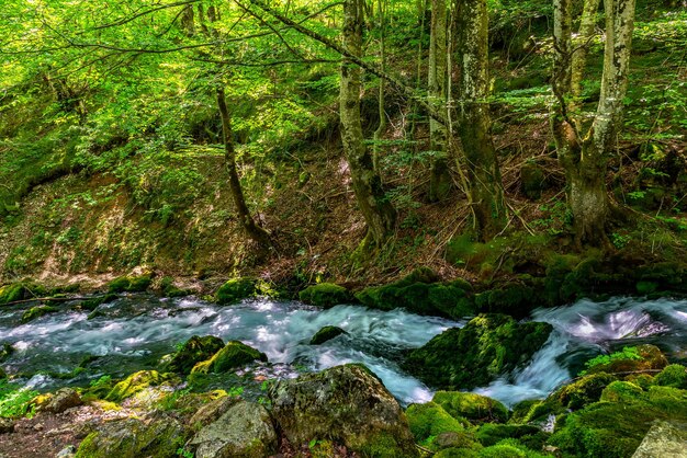 Cascata del fiume nella foresta del Montenegro