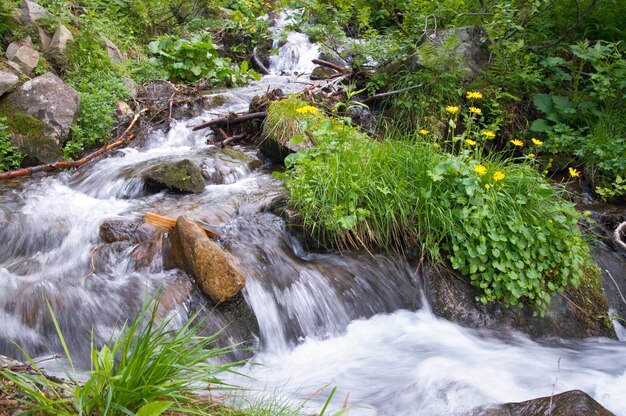 Cascata di montagna estiva tra la vegetazione