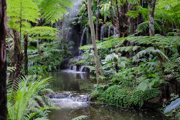 Cascata e stagno pianta albero in giardino