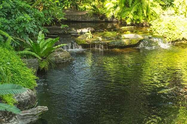 Cascata in giardino tropicale durante la stagione primaverile. bellissimo paesaggio con bellissime piante