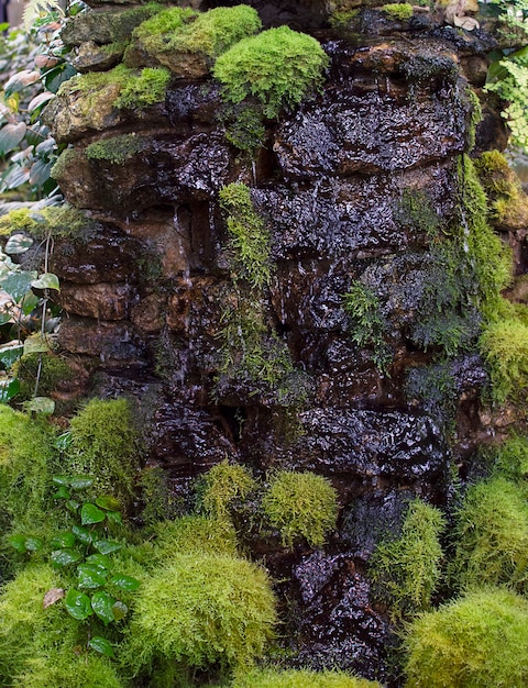 cascata in streaming con foglie verdi e piante in una giungla tropicale