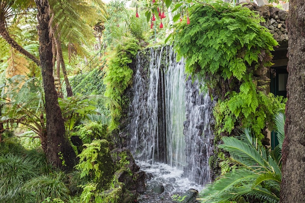 Cascata, Madeira