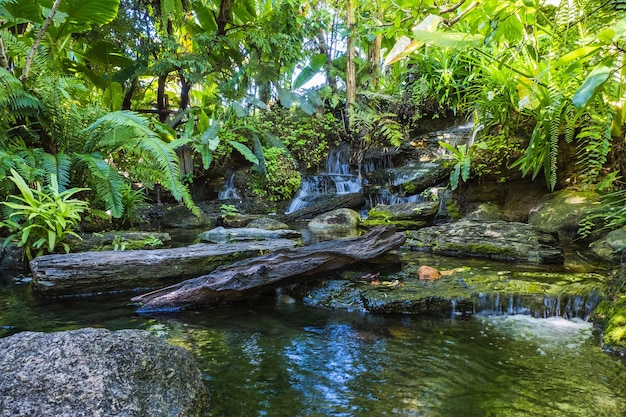 cascata nel giardino tropicale durante la stagione primaverile bellissimo paesaggio con bellissime piante