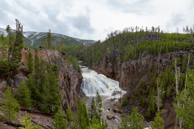 Cascata nel paesaggio americano Gibbon cade nel parco nazionale di Yellowstone