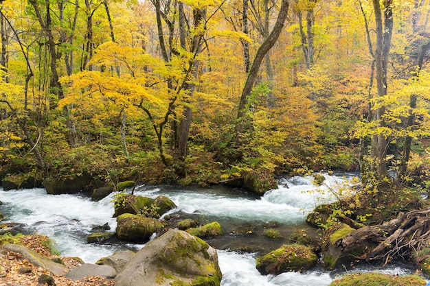 Cascata nel torrente Oirase a Towada