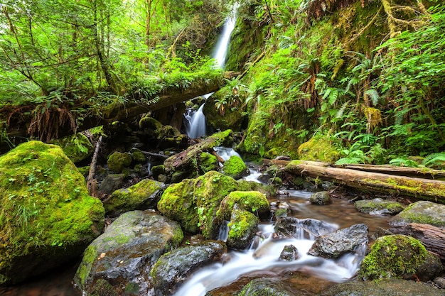 Cascata nella foresta