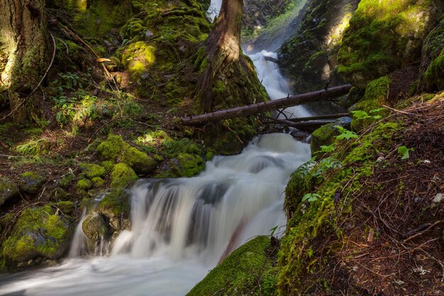 cascata nella foresta