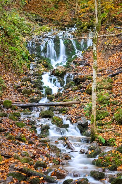 Cascata nella foresta