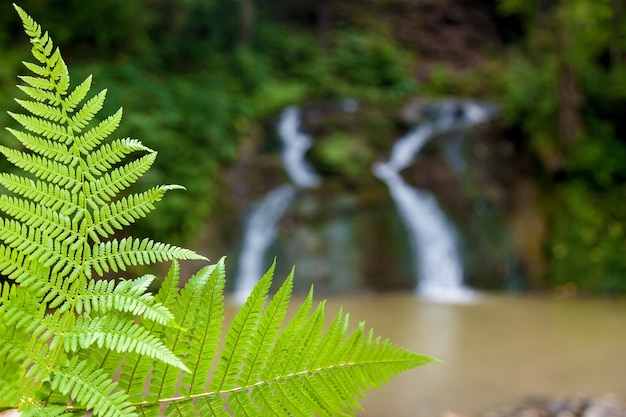 Cascate della foresta in montagna