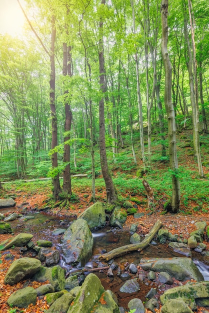 Cascate sul chiaro torrente nella foresta. Paesaggio estivo del ruscello di montagna, luce solare morbida. Sentiero d'escursionismo