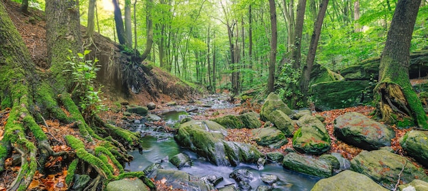 Cascate sul chiaro torrente nella foresta. Paesaggio estivo del ruscello di montagna, luce solare morbida. Sentiero d'escursionismo