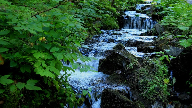 Cascate Tra Le Rocce In Un Fiume Piccola Foresta