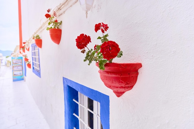 Case con vasi di fiori rossi su pareti bianche sulla strada egea a Bodrum Turchia