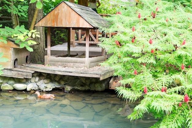 Case in legno per anatre su uno stagno con acqua turchese leggera e albero di sommacco sulla riva.