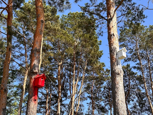 case per uccelli su un albero