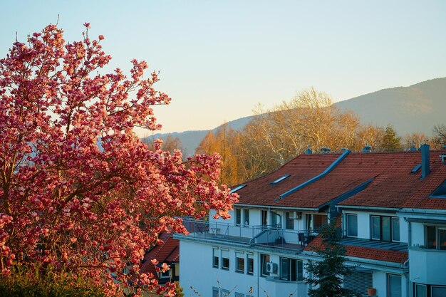 Casetta con cielo blu. Paesaggio rurale. Facciata di un condominio con spazio vuoto per la copia. Vista dall'alto piatto. Nuovo esterno immobiliare residenziale. Edificio di campagna. Magnolia in fiore