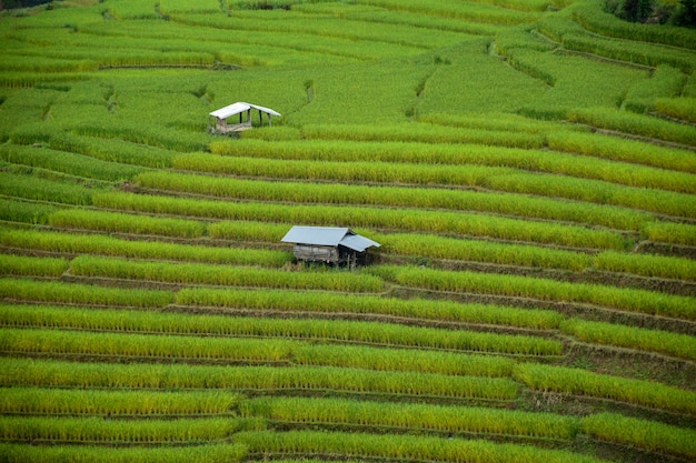 Casetta e campi di risaia in Chiangmai, Tailandia