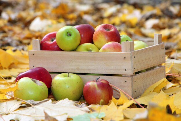 Cassa di mele mature fresche in giardino su foglie d'autunno