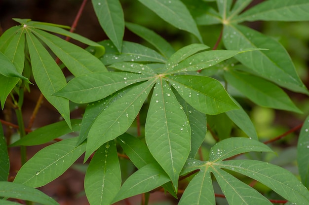 Cassava Mandioa Manioc Tapioca Manihot esculenta foglie giovani verdi