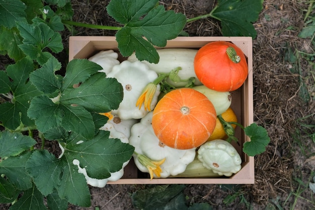 Cassetta di legno con zucchine zucchine e patissons nella raccolta dell'orto