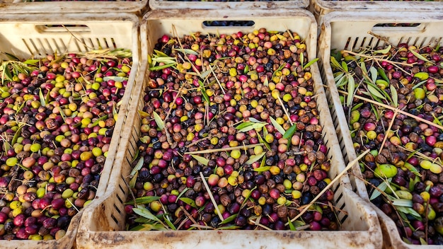 Cassetti raccogli olive per fare olio extra vergine di oliva Mendoza Argentina