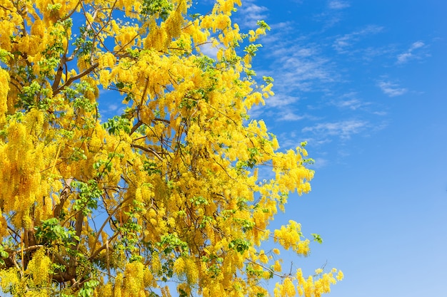 Cassia Fistula al parco dentro su cielo blu in Tailandia.