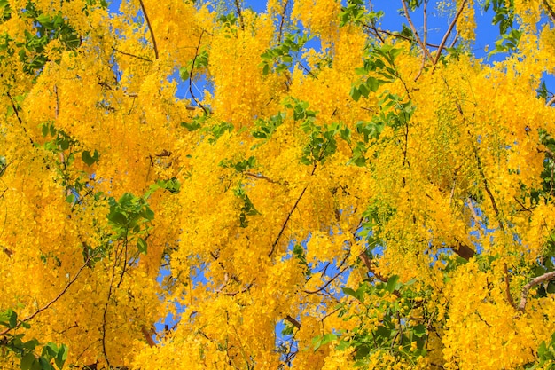 Cassia Fistula in chiaro cielo blu