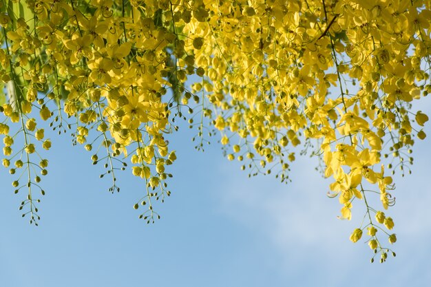 Cassia fistula Linn o Ratchaphruek in Tailandia