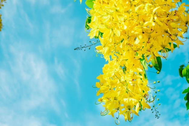 Cassia fistula Thai fiori dorati Mazzo giallo Thailandia fiori nazionali Fiori che sbocciano in estate della Thailandia Dok KoonThailand Nome del fiore