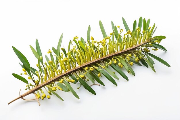 Cassia tora Sicklepod su sfondo bianco