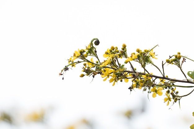 Cassod tree, pod di rame tailandese