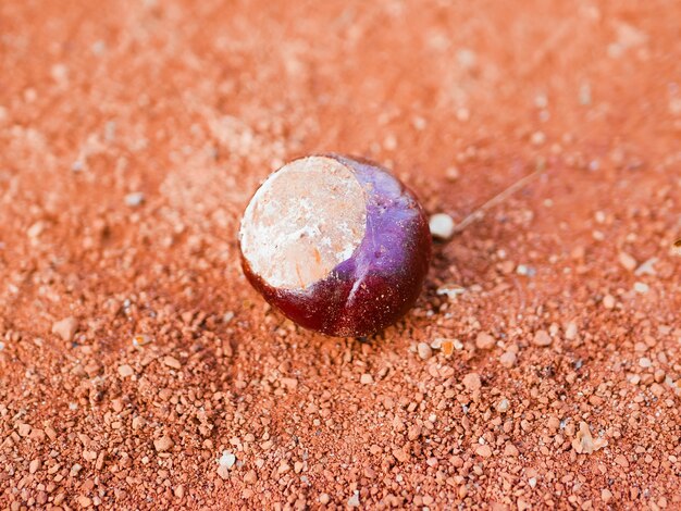 Castagna su uno sfondo arancione. avvicinamento. tempo d'autunno