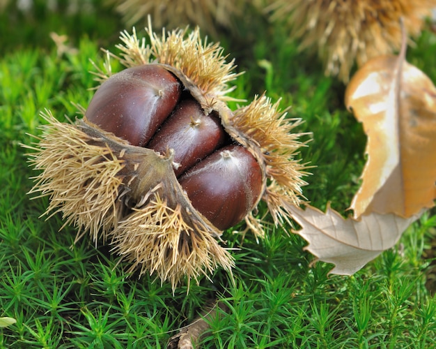 Castagne a terra