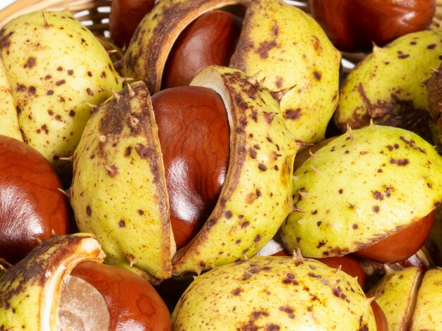 castagne di cavallo