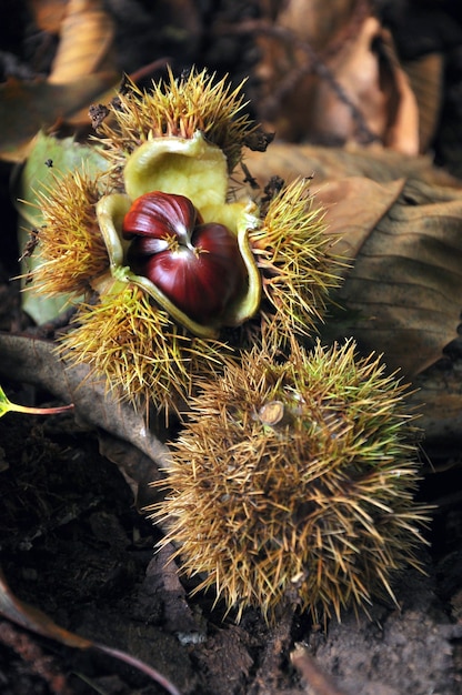 Castagne fresche in buccia sul bosco tra foglia