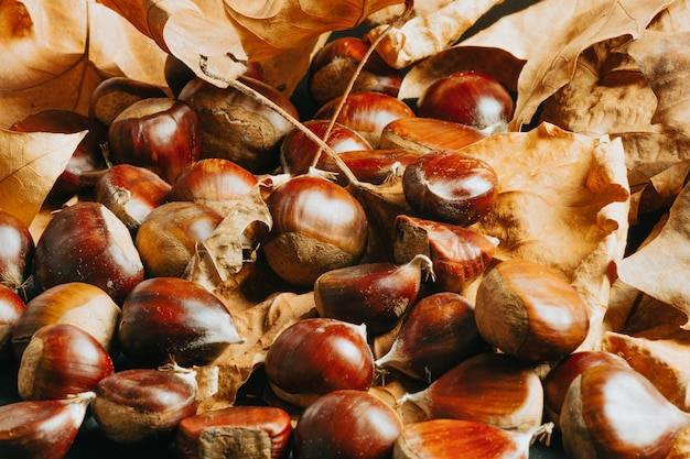 Castagne fresche nel fondo della natura