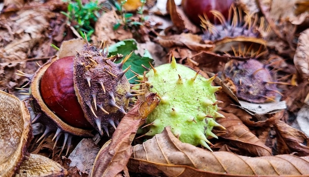 Castagne in un guscio verde spinoso a terra.