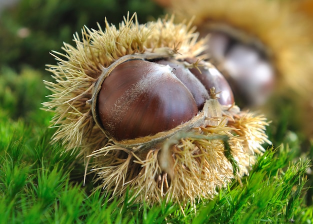 Castagne nel muschio