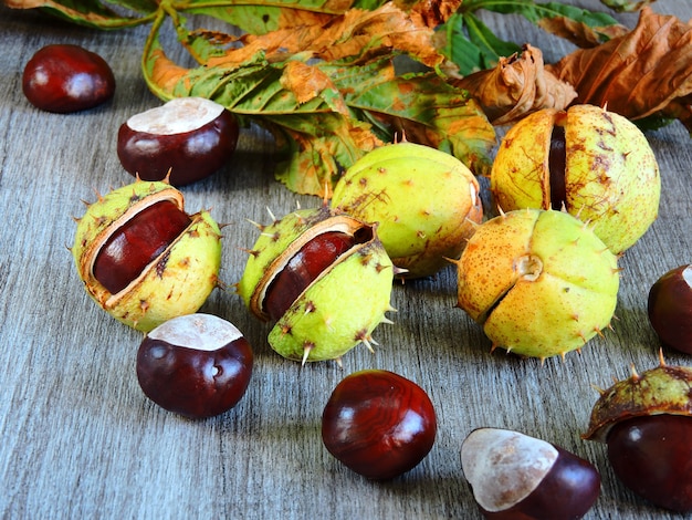 Castagne nella buccia con spine. Foglie autunnali di castagno.