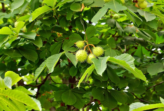 Castagne sul ramo di un albero