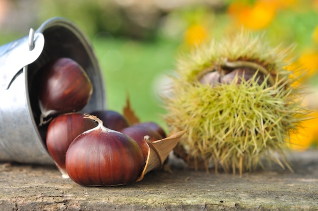 castagne