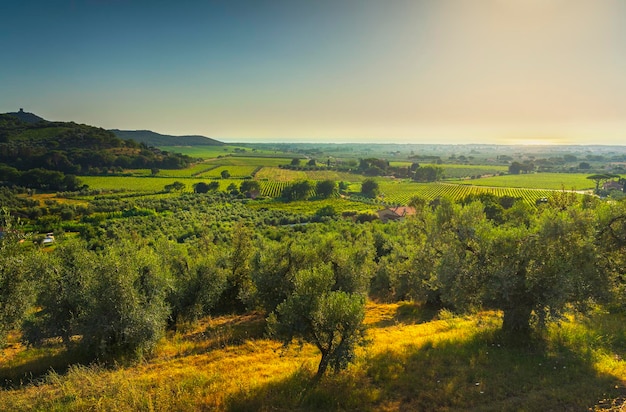 Castagneto Carducci vista panoramica e vigneti di Bolgheri Maremma Toscana Italia