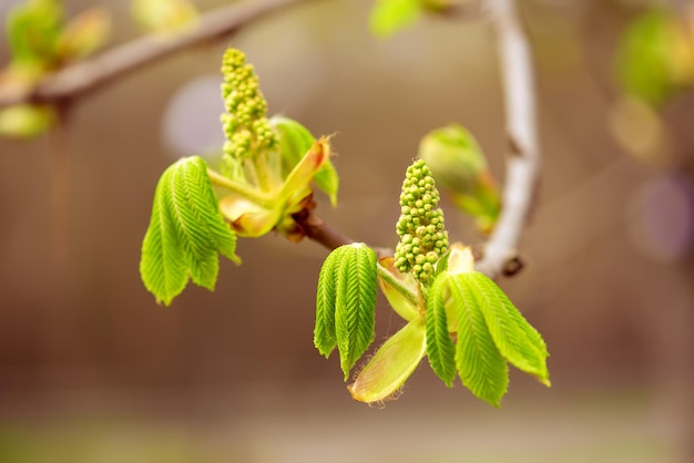 Castagno con boccioli di fiori primaverili, sfondo floreale stagionale