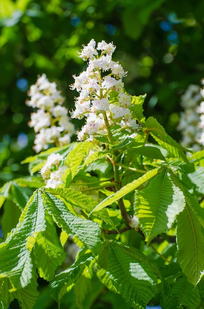 Castagno con fiori primaverili in fiore, sfondo floreale stagionale